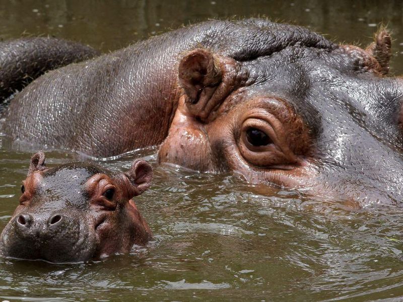 Hippo family in Columbia