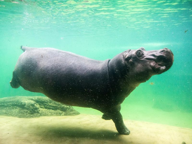 Hippo walking underwater
