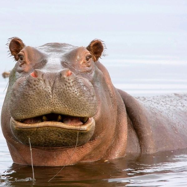What Do Hungry Hungry Hippos Eat? (and Other Amazing Facts)