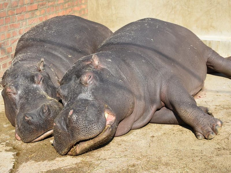 Hippos sleeping