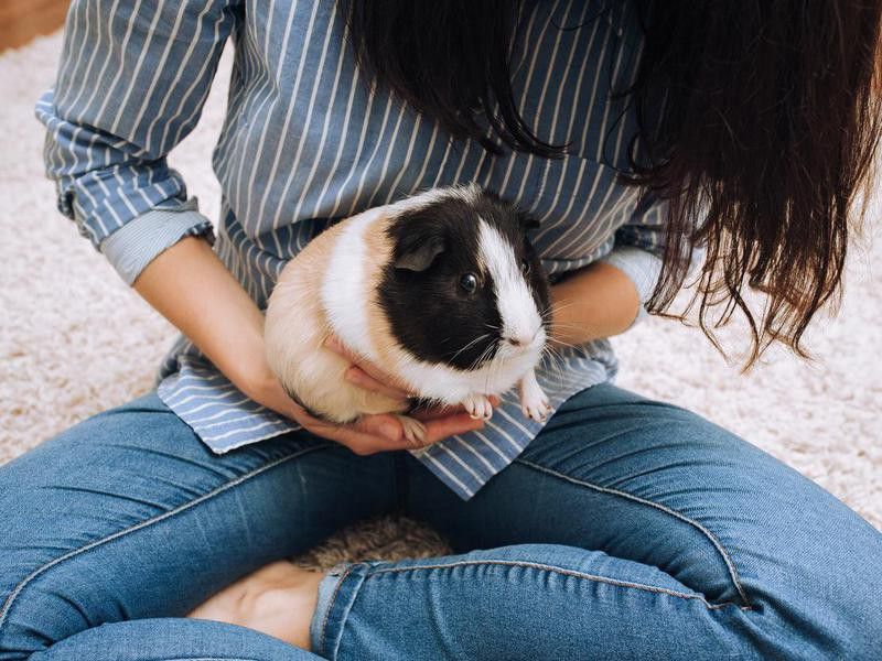 holding a guinea pig