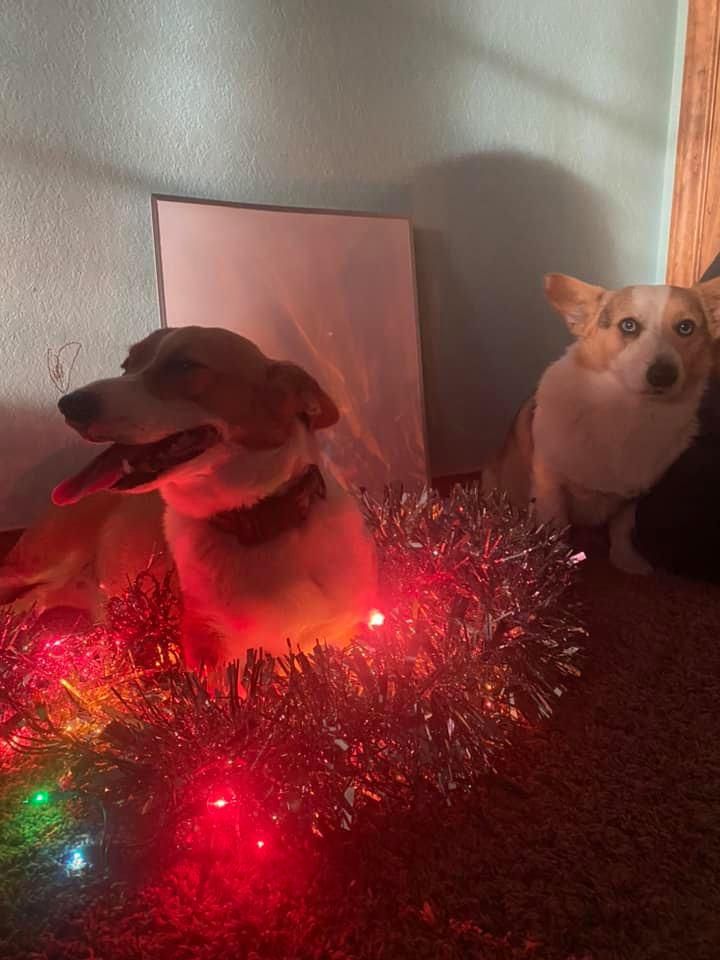 Holiday pups