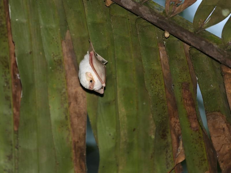 Honduran White Bat hanging from tree