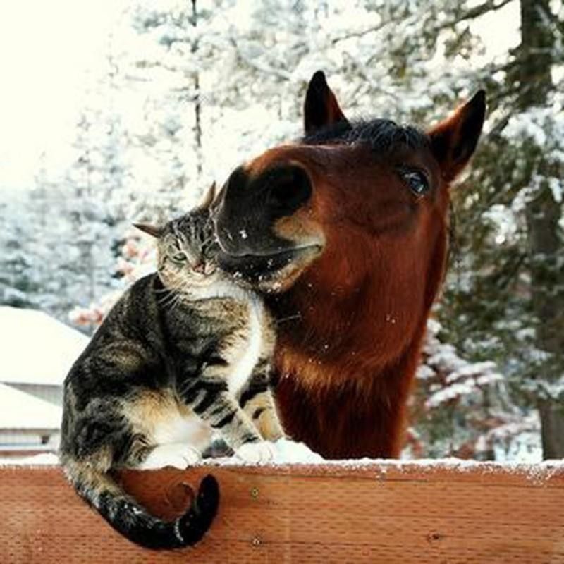 Horse and cat