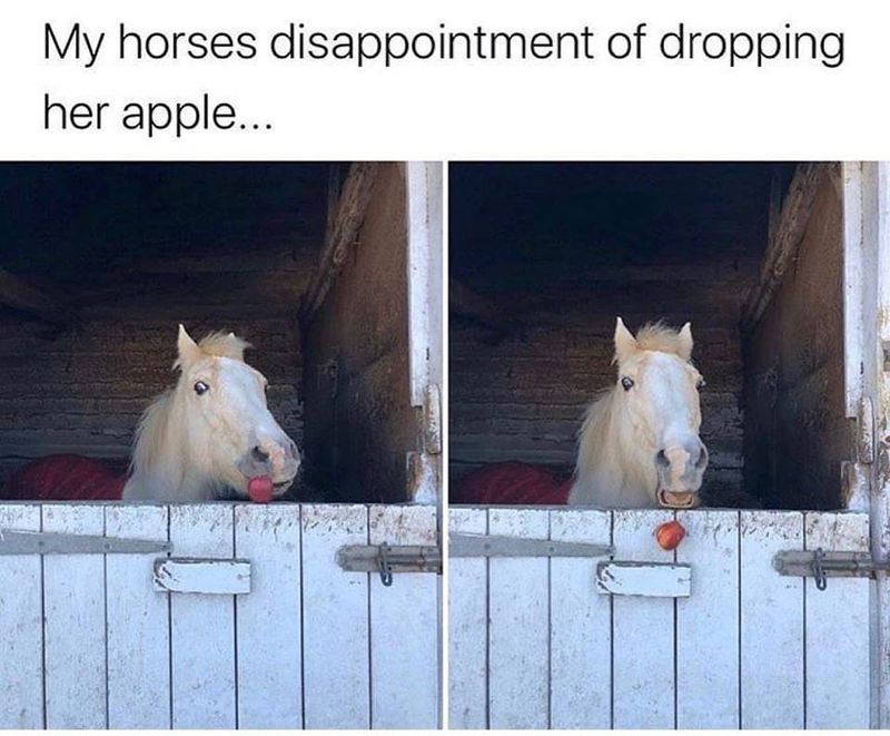 Horse dropping his apple