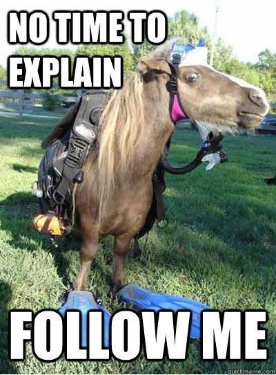 Horse explanation