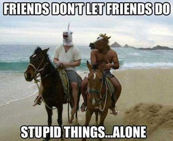 Horse friends