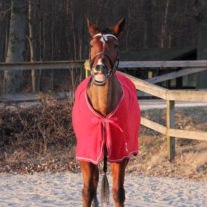 Horse In a Jacket Smiling