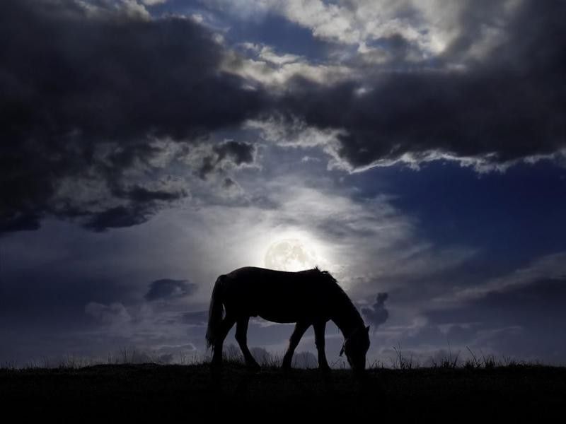 Horse in pasture in the moonlight