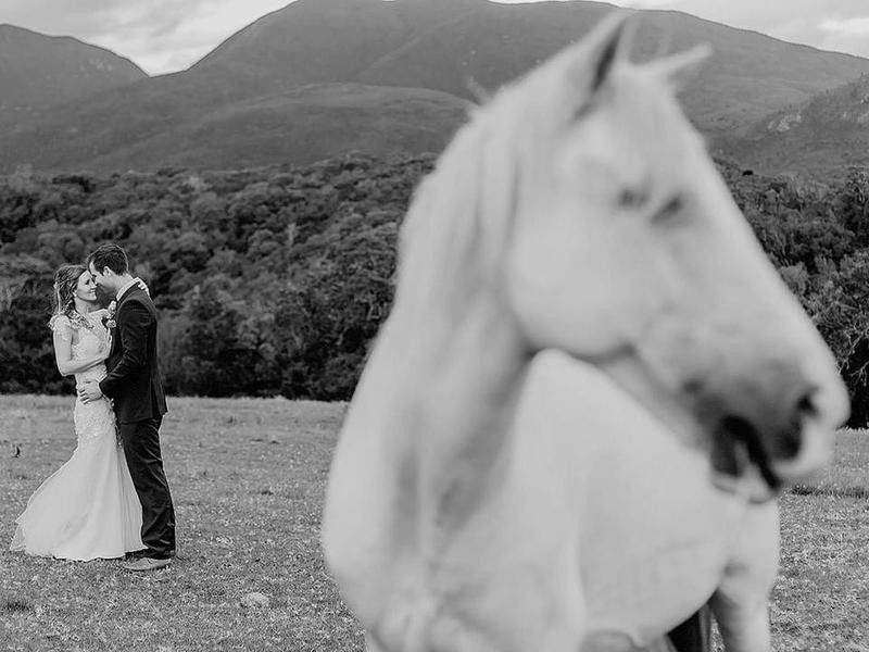 Horse photobombing wedding shoot
