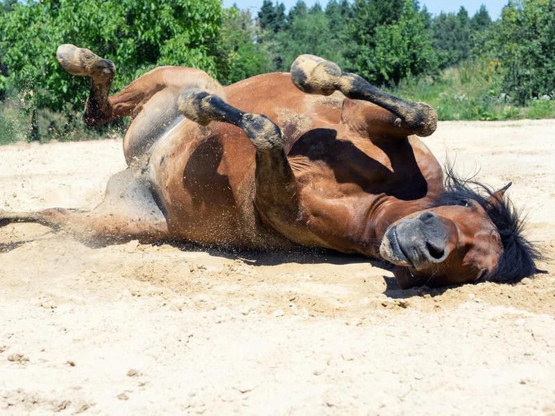 Horse Rolling In Sand