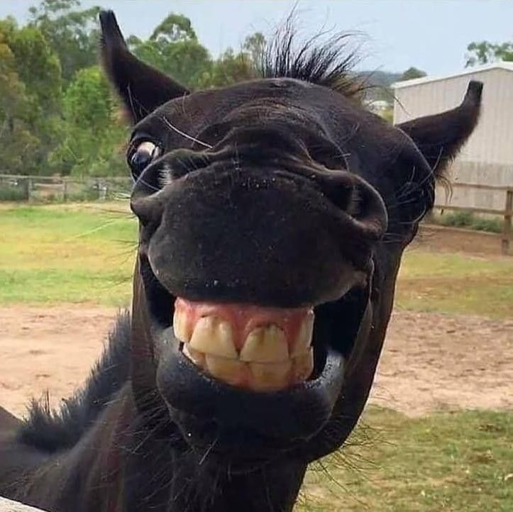 Horse Smiling Goofily