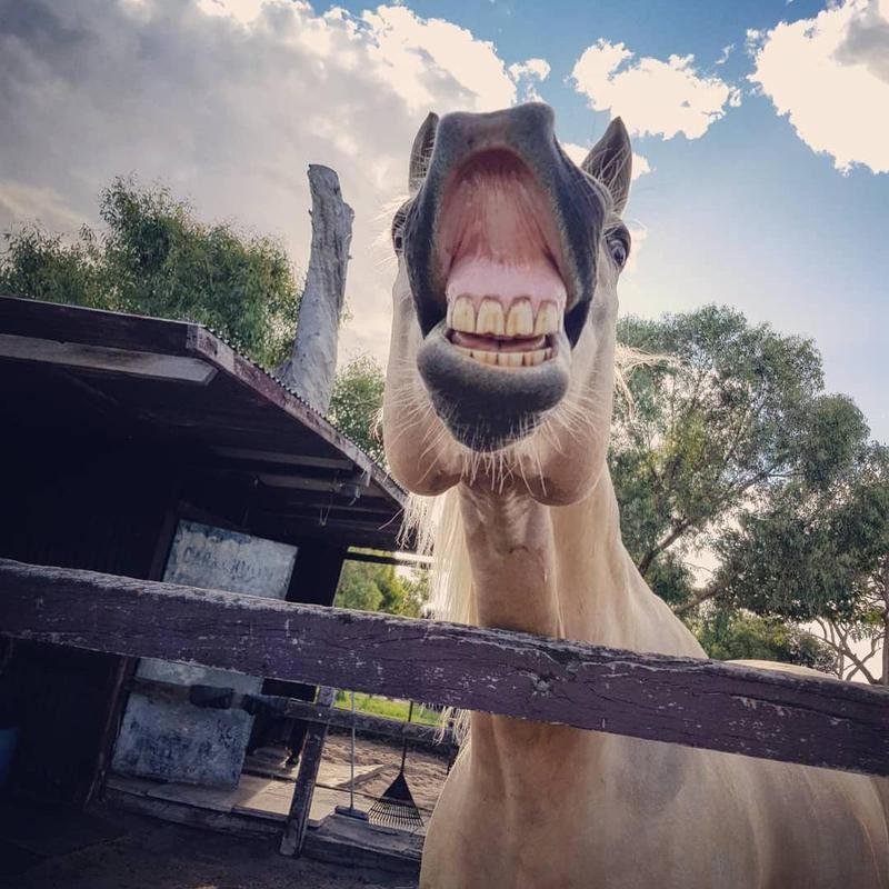Horse Smiling In Stable