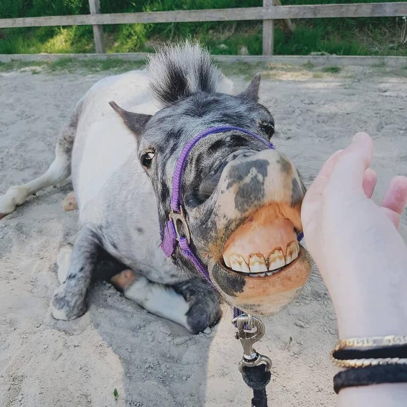 Horse Smiling on a Leash