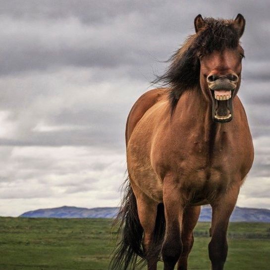Horse Smiling On Overcast Day