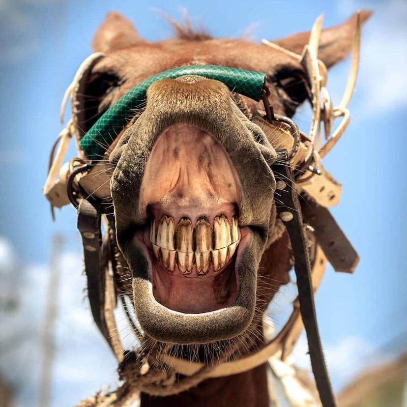 Horse smiling up close