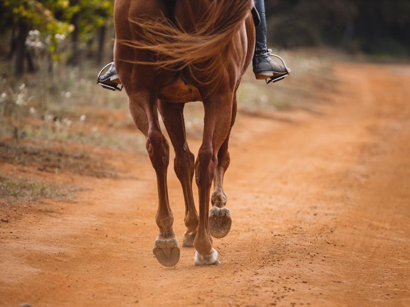 Horse trotting