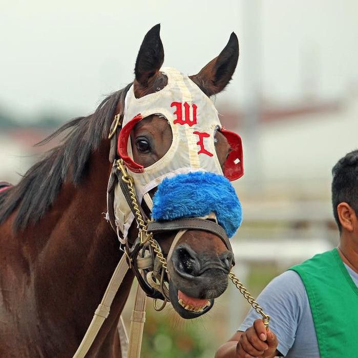 Horse Wearing Racing Gear While Smiling