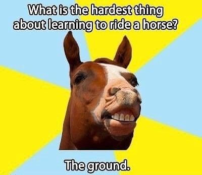 Horse with dad jokes