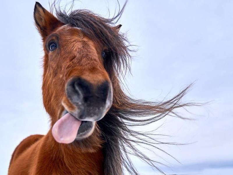 Horse with tongue stuck out