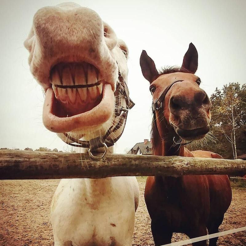 Horses Smiling Together