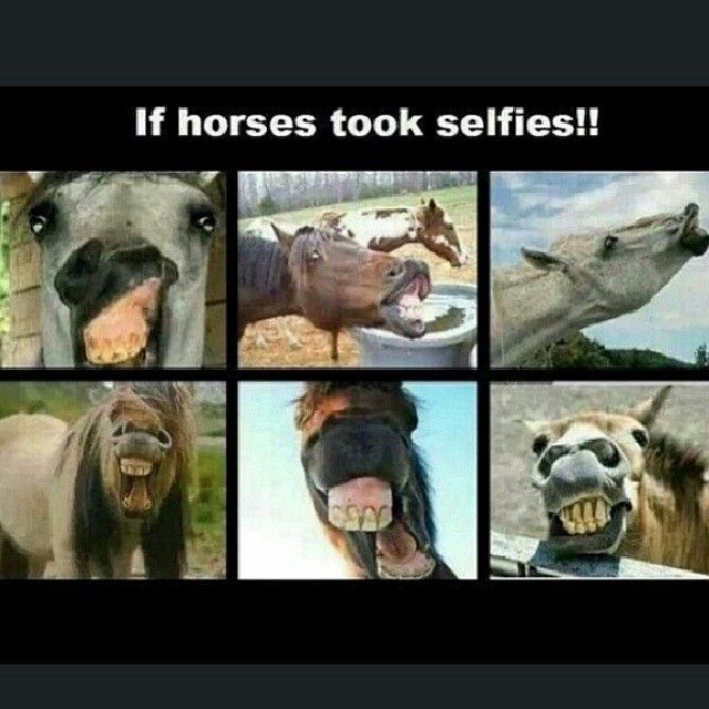 Horses taking selfies