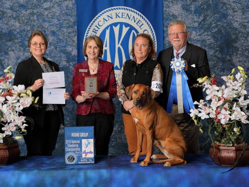 Hound Winner at AKC National Obedience Championship
