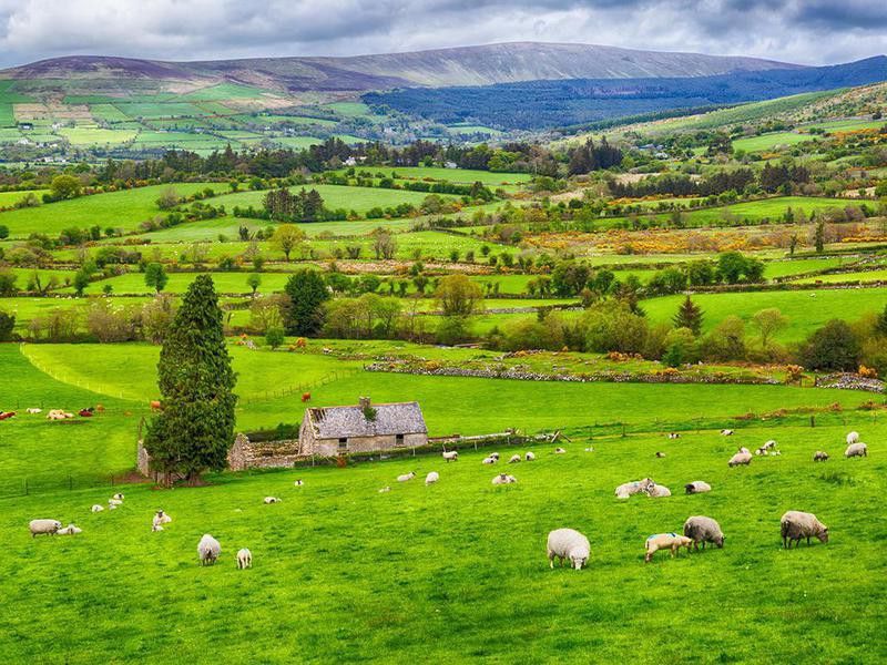 Houses, hillside fields and sheep in Ireland