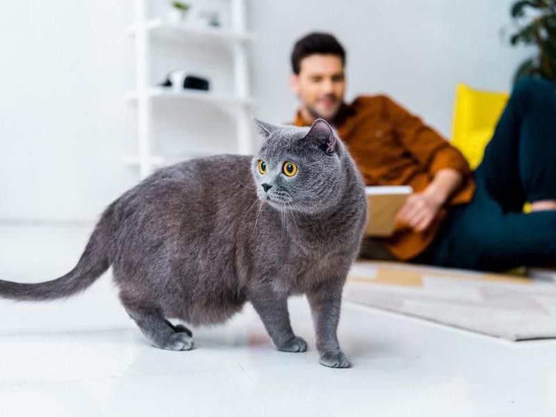 How to Care for a British Shorthair Cat