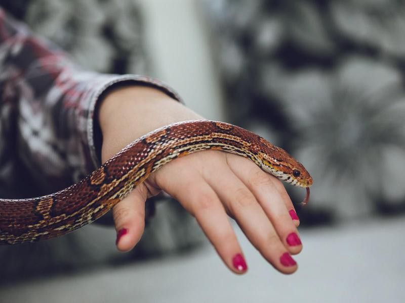 How to Care for a Corn Snake