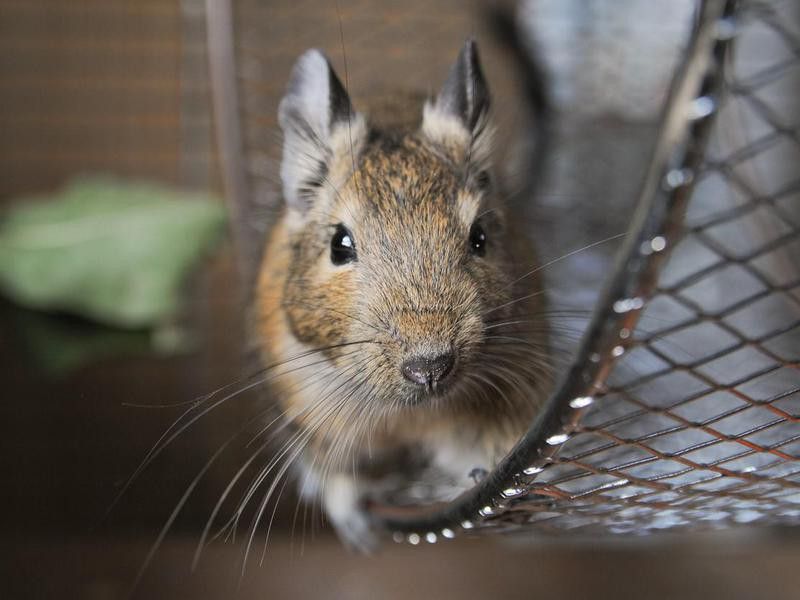 How to Care for a Degus