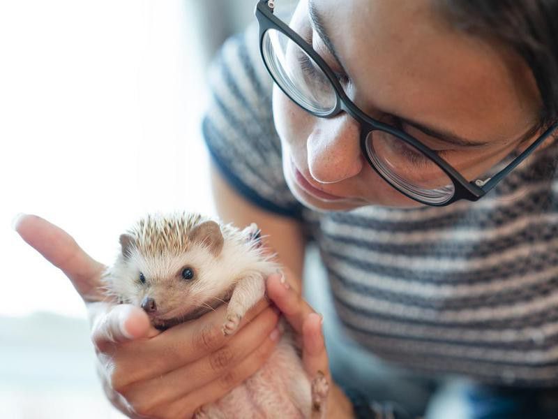How to Care for a Hedgehog