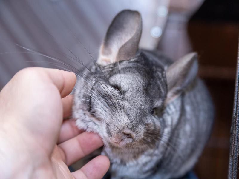How to Care for Chinchillas