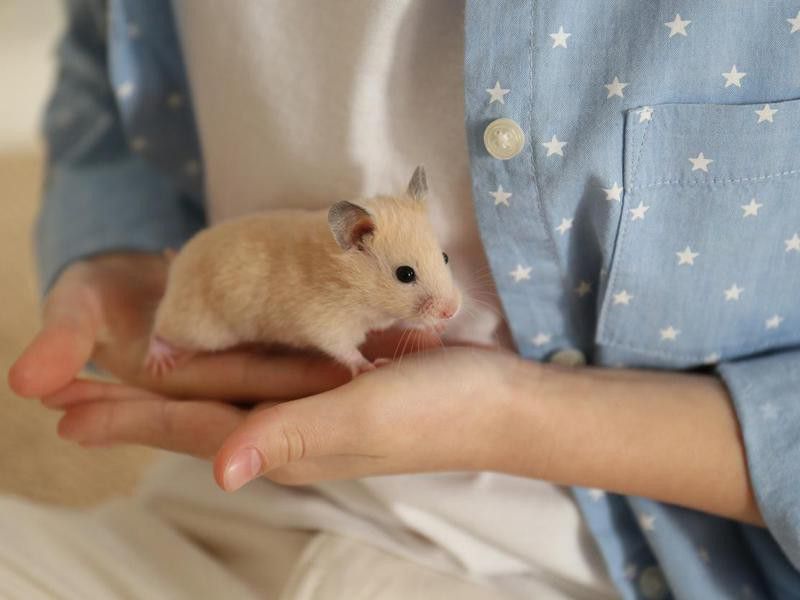 How to Care for Hamsters