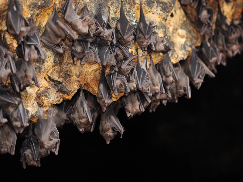 Huge Group of Bats in a Cave