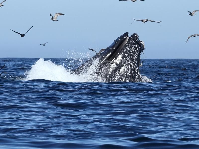 Humpback Whales Feeding in Monterey