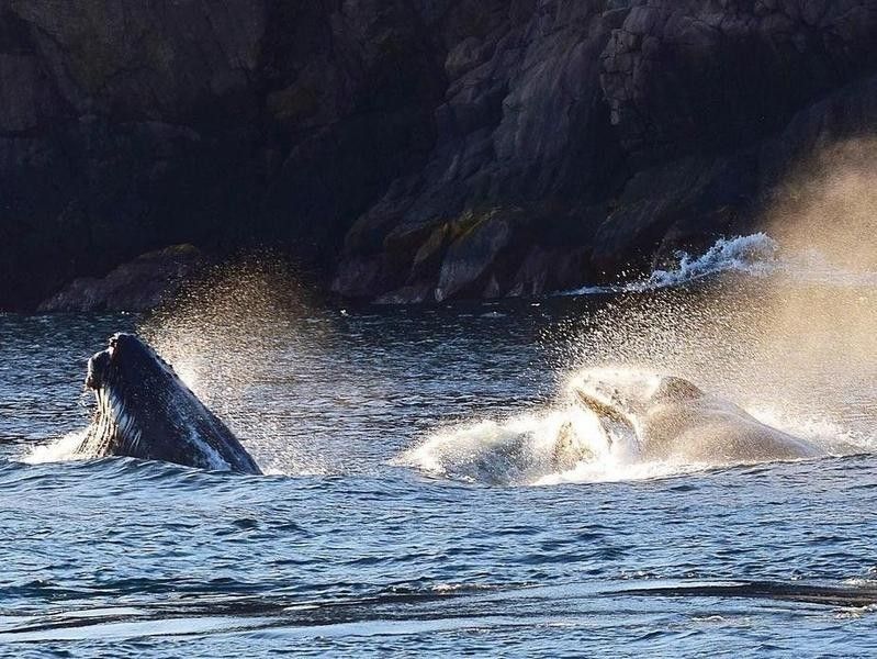 Humpback Whales Feeding in Saint John's, Newfoundland