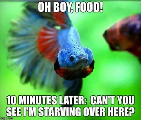 Hungry fish meme