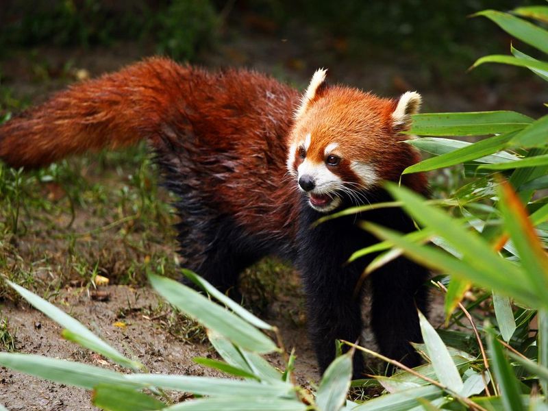 Hunting red panda