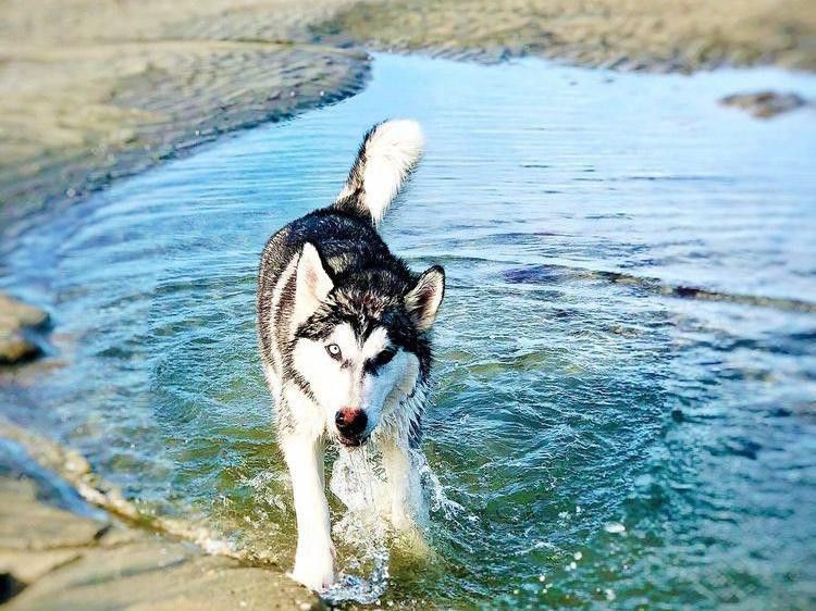 Husky at the Original Dog Beach in San Diego