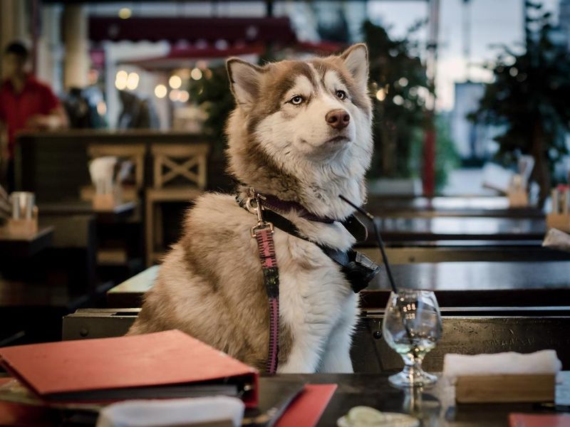 Husky dog siting at table in cafe