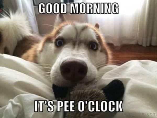 Husky good morning meme