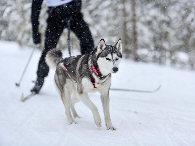 Husky in Dog Skijoring Competition