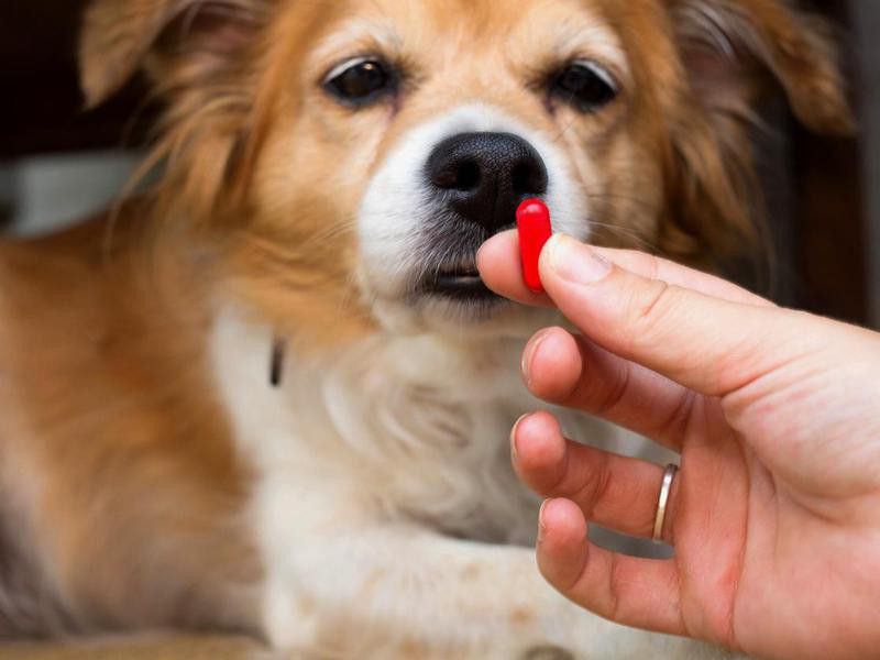 I Can Give My Dog Paracetamol for a Headache — Debunked
