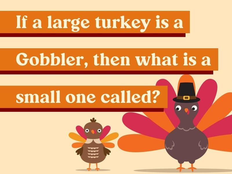 If a large turkey is a Gobbler, then what is a small one called?