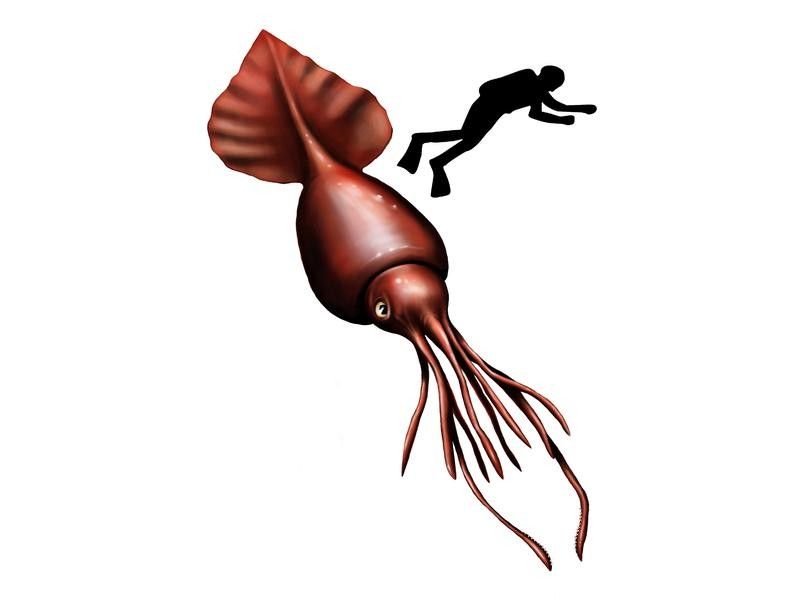 Illustration of Colossal Squid with Diver Comparison