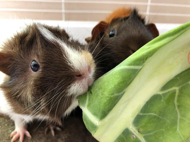 Image of feeding tame, pretty white, ginger and brown tortoise shell pet guinea pigs cavy breed with rosettes and spiky hair cavies, looking after Abyssinian guinea pig care, pet animal in indoor cage eating cabbage leaves on washable brown vet bedding