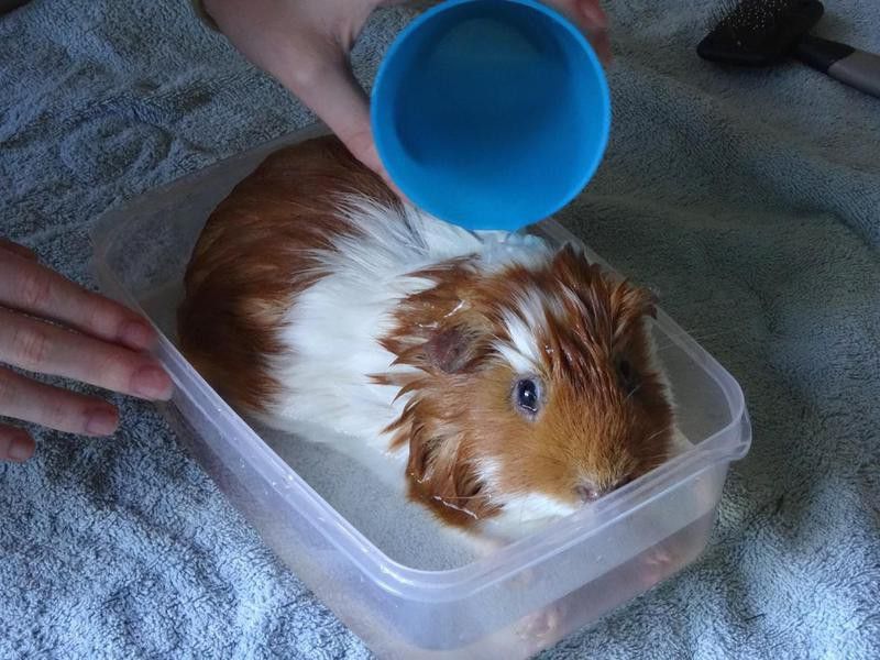 Image of pet guinea pig being washed / bathed with shampoo