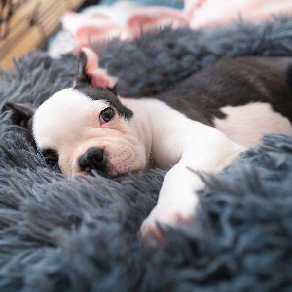 Boston Terriers Are Full of Energy — That's Why We Love Them