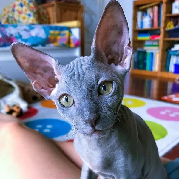7 Adorable Cat Breeds That Rock the Hairless Look